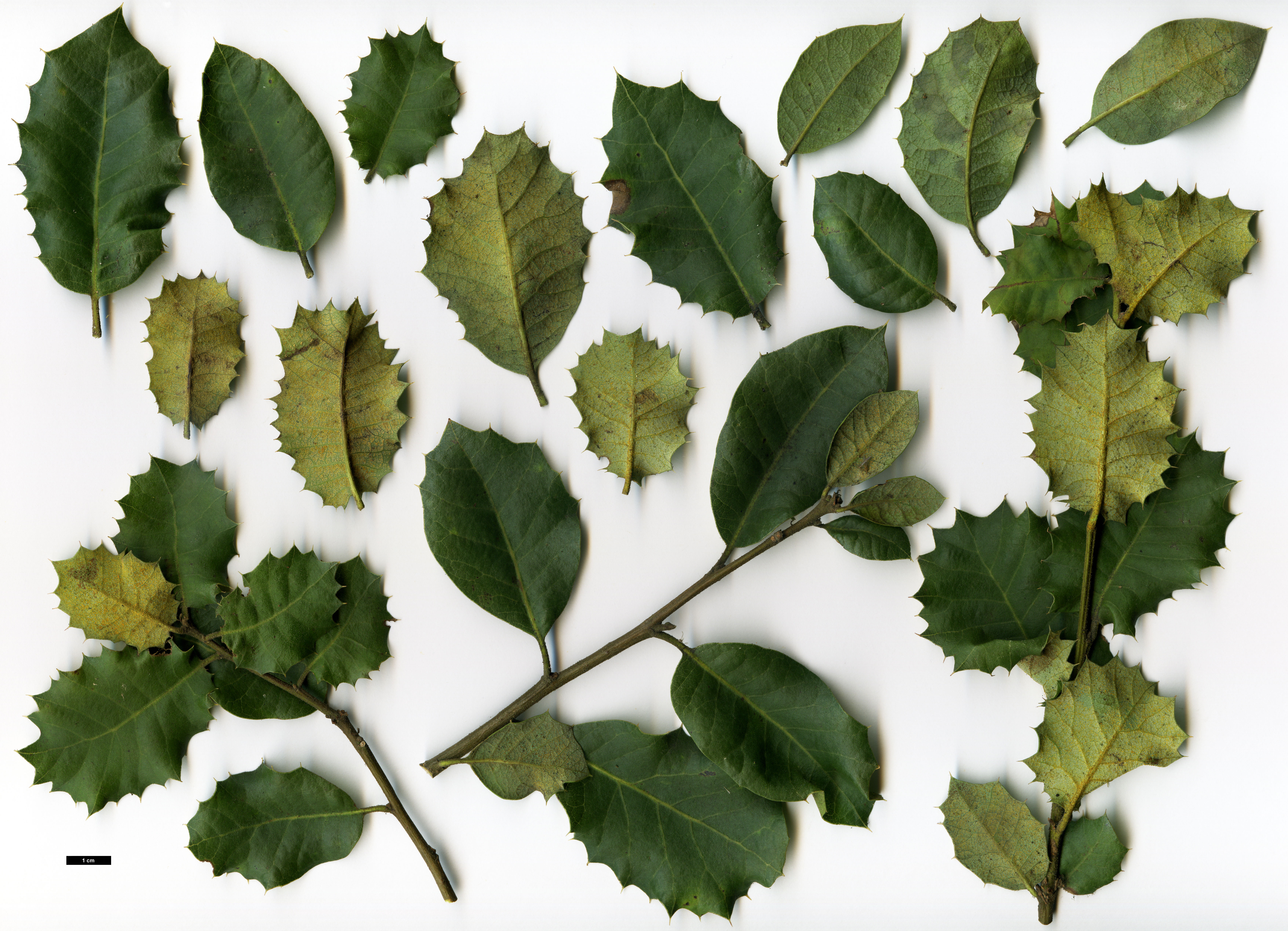 High resolution image: Family: Fagaceae - Genus: Quercus - Taxon: palmeri 